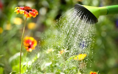 5 Easy Ways to Save Water While You Garden