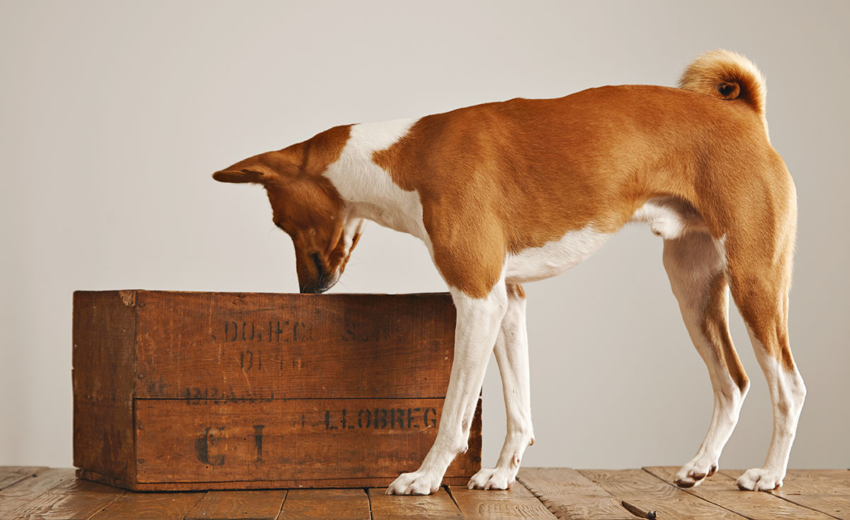 5 Brain Games for Dogs You Need to Try