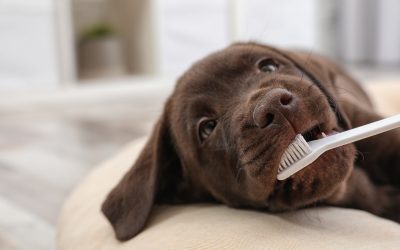 How To Keep Dogs Teeth Clean: 5 Dental Hygiene Tips